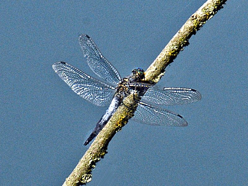 Una libellula azzurra:  Orthetrum cfr. cancellatum